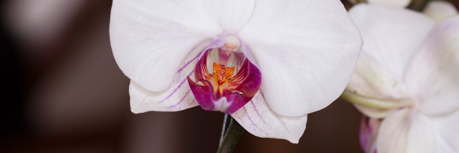 Trecemeses's profile banner image