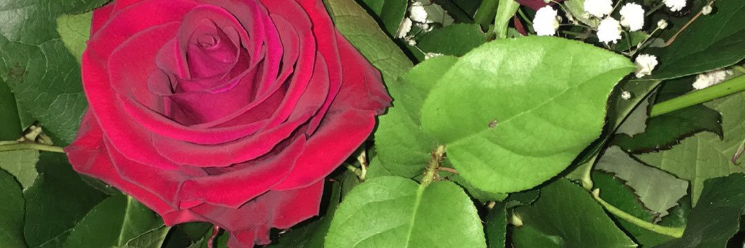 JessicaMarinus's profile banner image