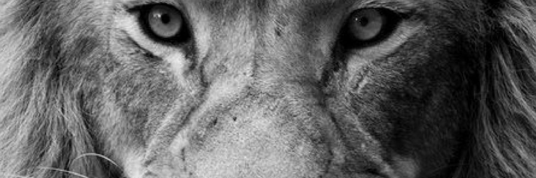 dianaross18's profile banner image