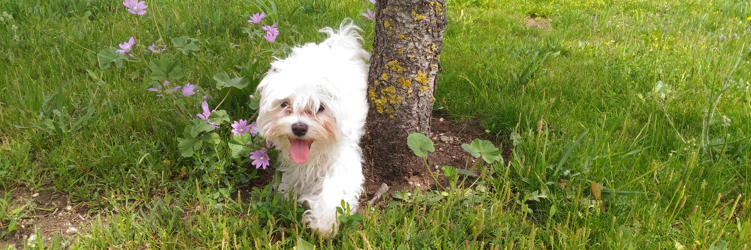 siwenna's profile banner image