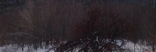 RealSharms Profile Banner