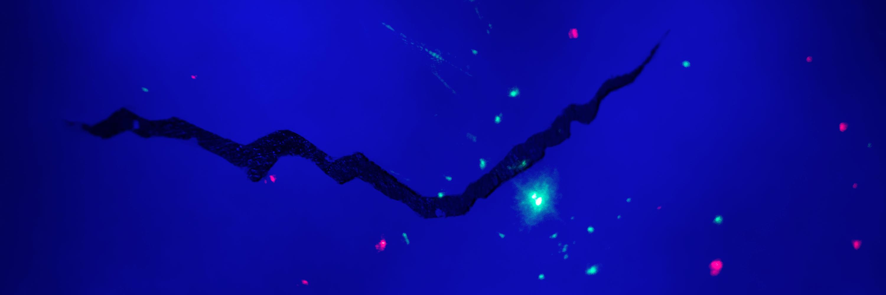 cherry_wine's profile banner image