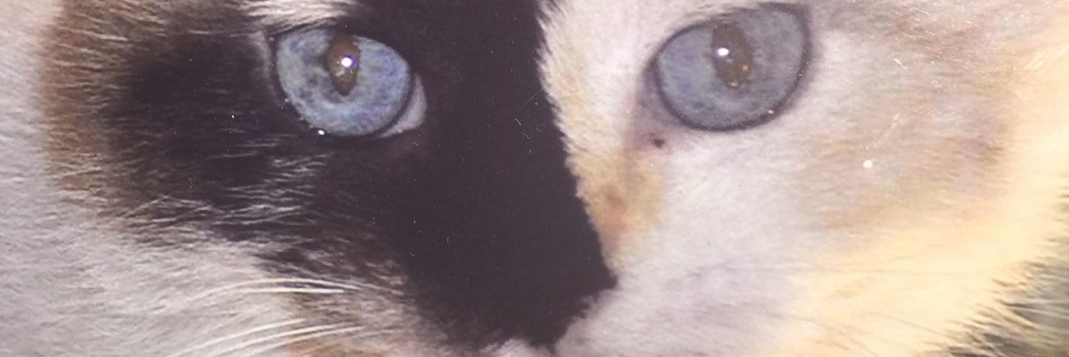Kristinapedia's profile banner image