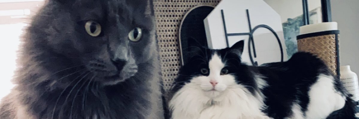 elutjens's profile banner image
