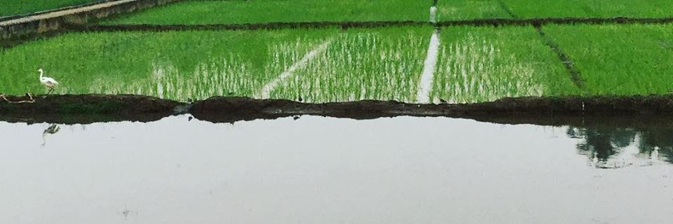 jijopu's profile banner image