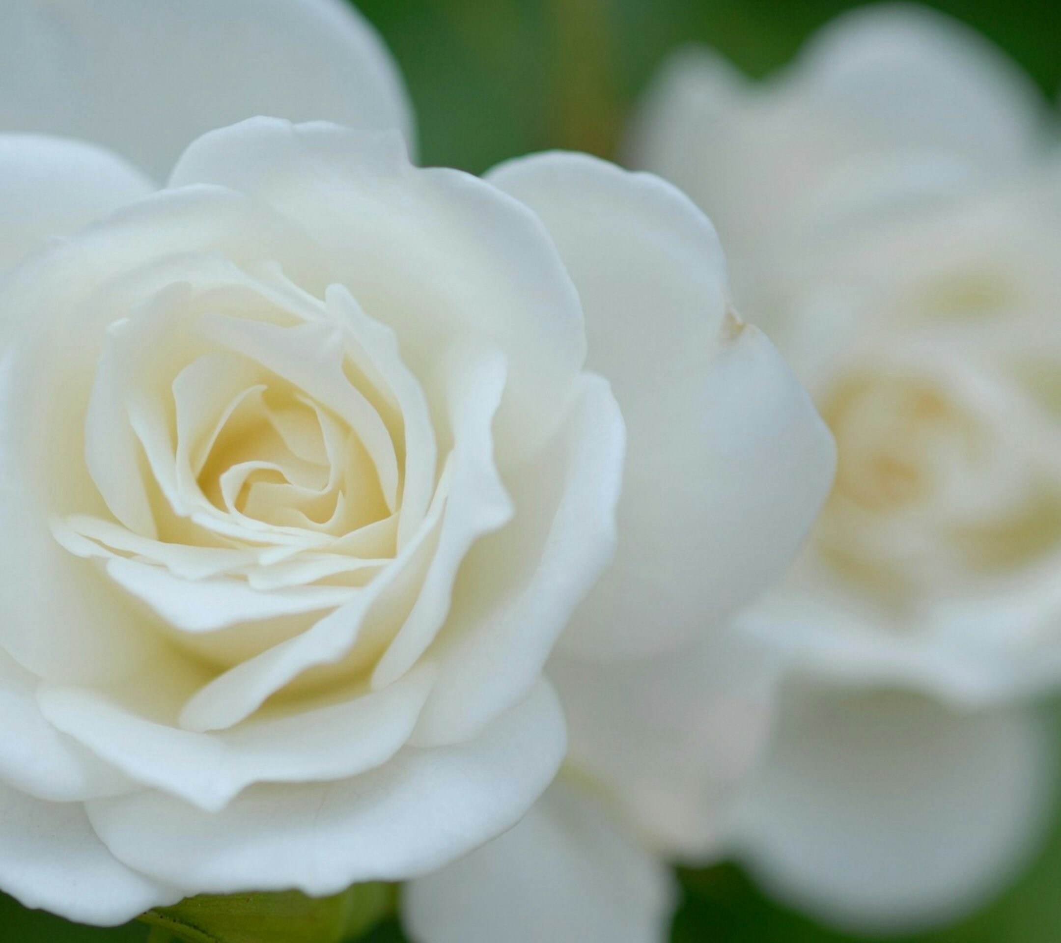 deassy charina banner