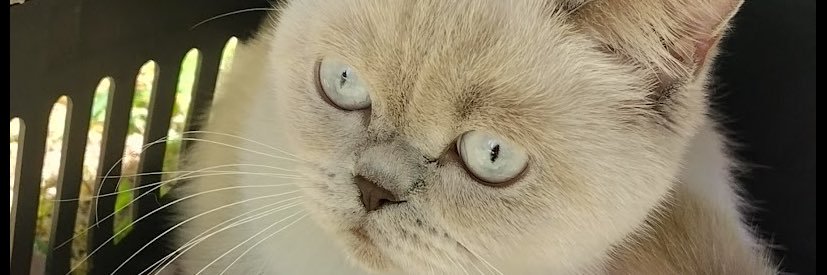 AbicSibel's profile banner image