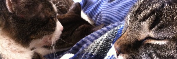 Elvis_cat Profile Banner
