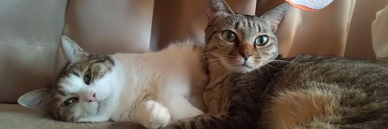 rincyo_cat's profile banner image