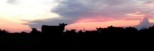 Carson Kristjanson banner