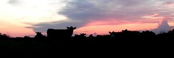 CKristjanson Profile Banner