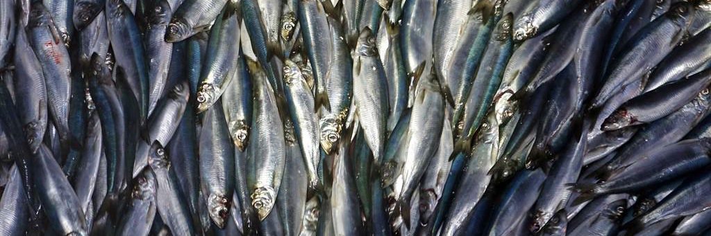 fishboybaz1's profile banner image