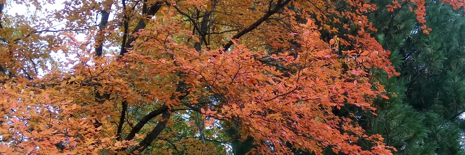 Anu Wikman-Immonen banner