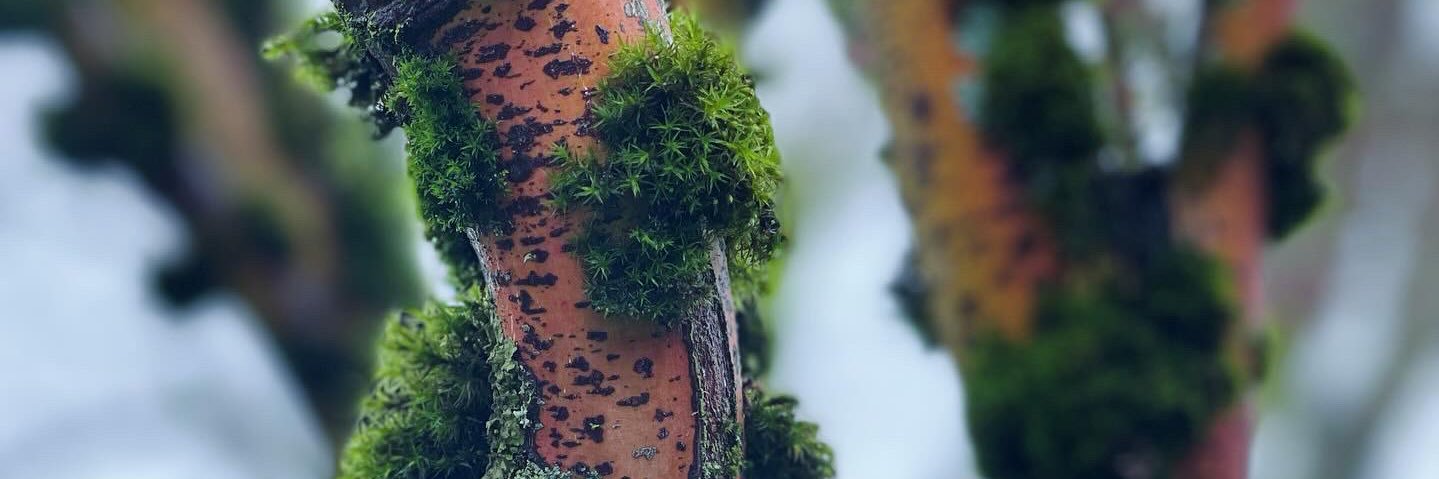 t_fiddler's profile banner image
