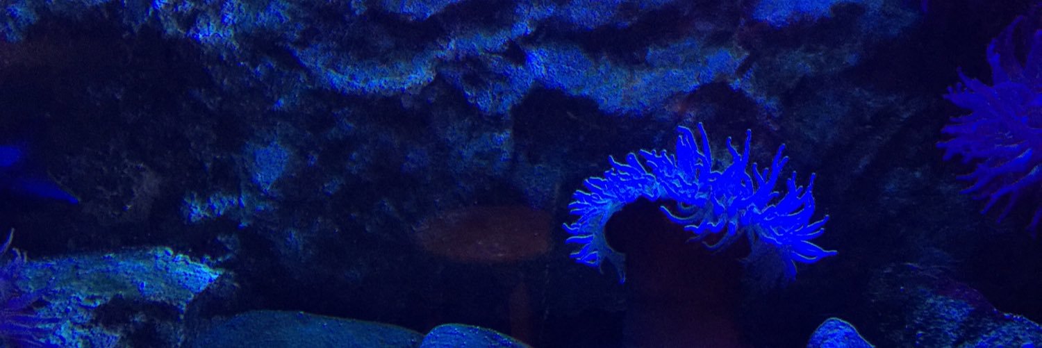 odonnellscottie's profile banner image