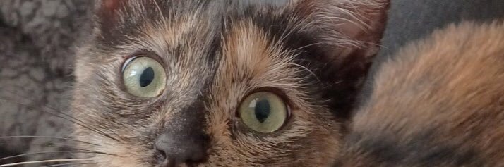 Pettchou's profile banner image