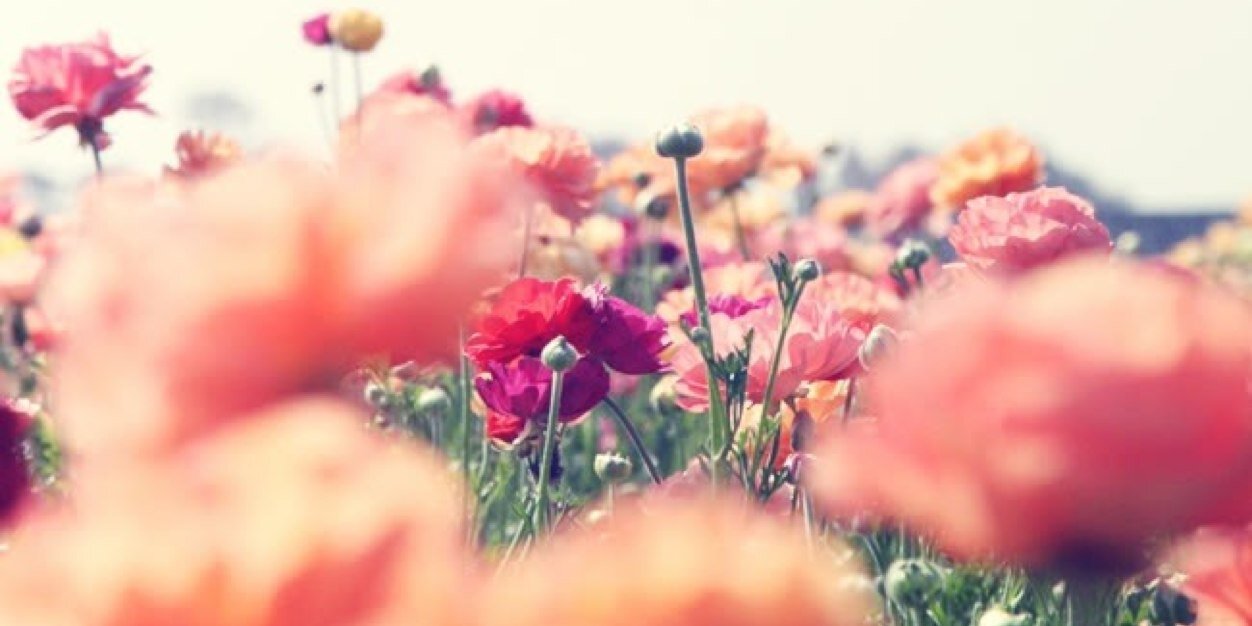lilydowns's profile banner image