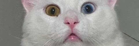 bearclife's profile banner image