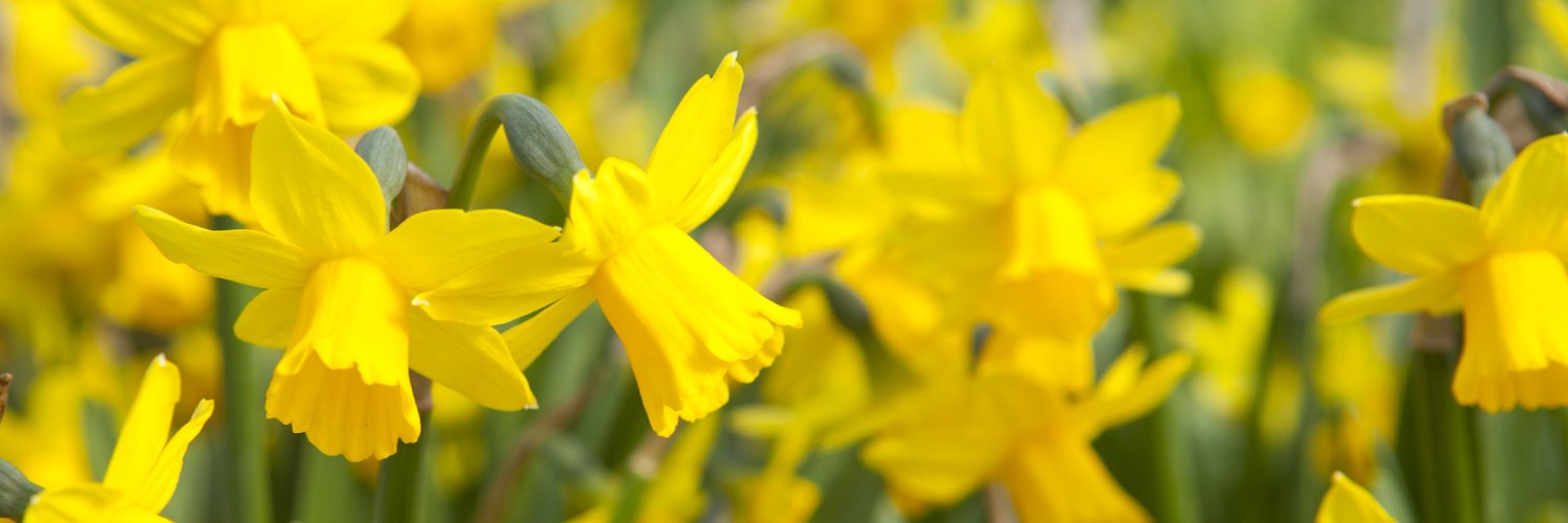 CoolingsGardenCentre banner