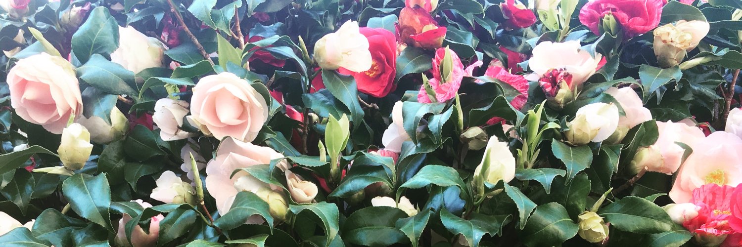 gnxey's profile banner image