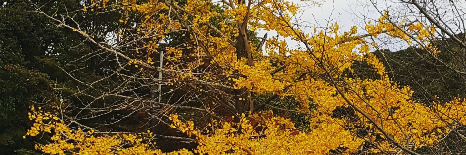 Laura San Roman banner