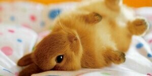 hachiwarenoneko's profile banner image