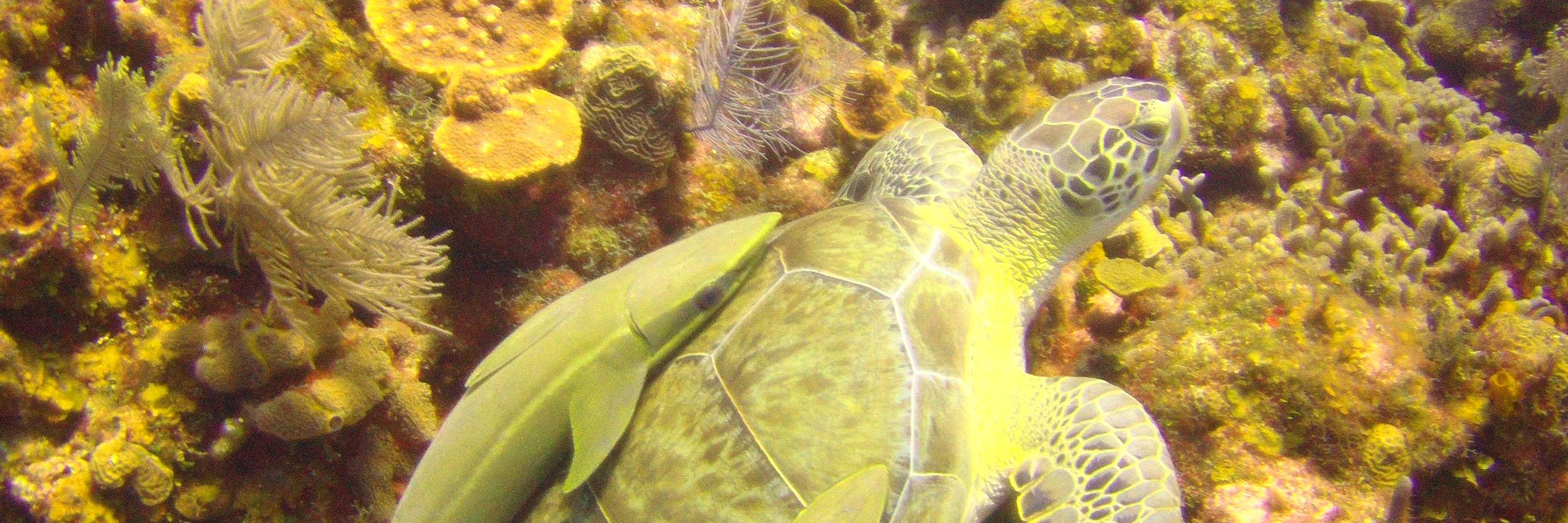 ScubaJennie's profile banner image