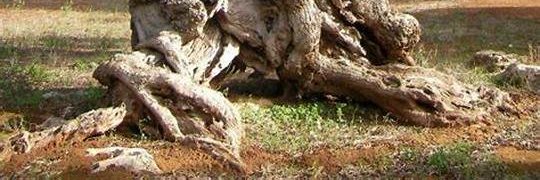 GreenXjo's profile banner image