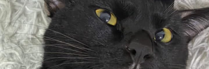 AzZuqruff's profile banner image