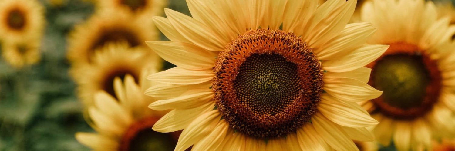 alyssa_fiore2's profile banner image
