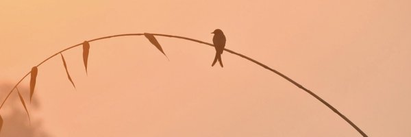 rramapriya Profile Banner