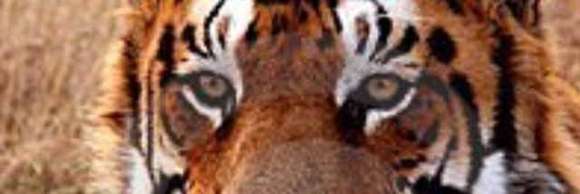 Sgjustbecause's profile banner image