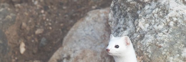 MargetheMouse's profile banner image