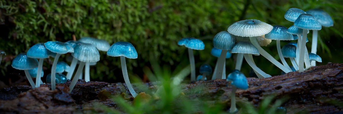 ‧₊˚୨ 🍄 Sleepy 🍄 ୧˚₊‧ banner