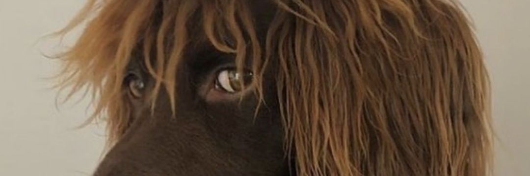 spooksvonspoken's profile banner image