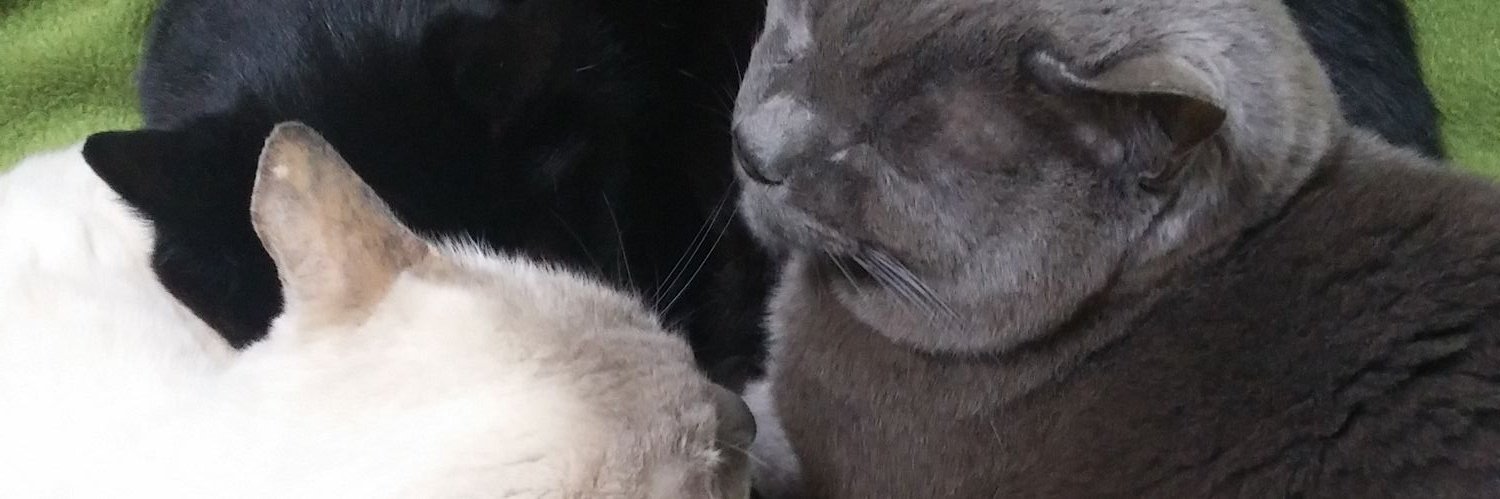 lovecat0624's profile banner image