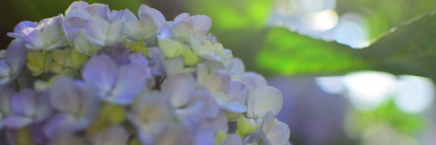 maple_029's profile banner image