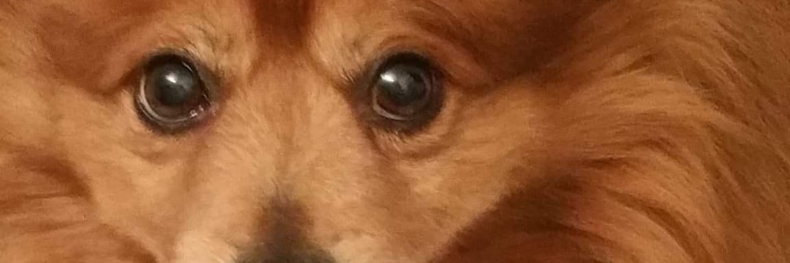 ⏰💤 SleepyJoe'sNotHere ⏰💤 banner