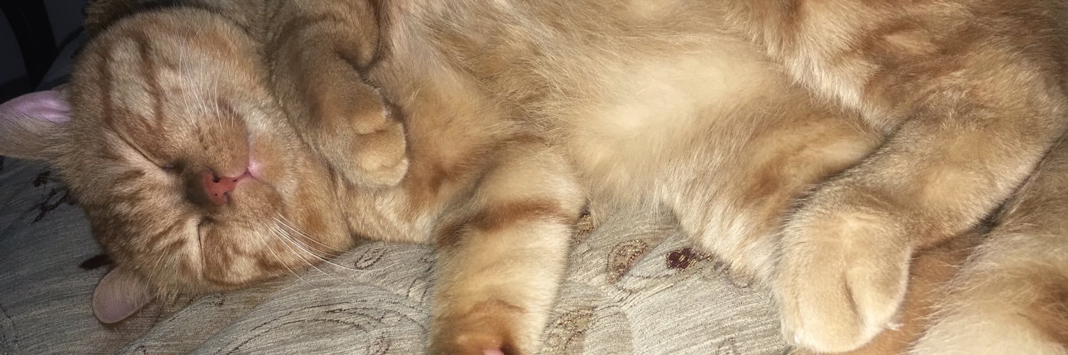 ttubacci's profile banner image