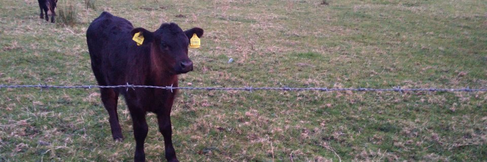 Francis Higgins banner