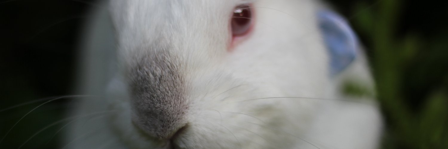 ไป๋เป็นกระต่าย ชิงชิวเป็นมะพร้าวลำไย🐰🥥's banner