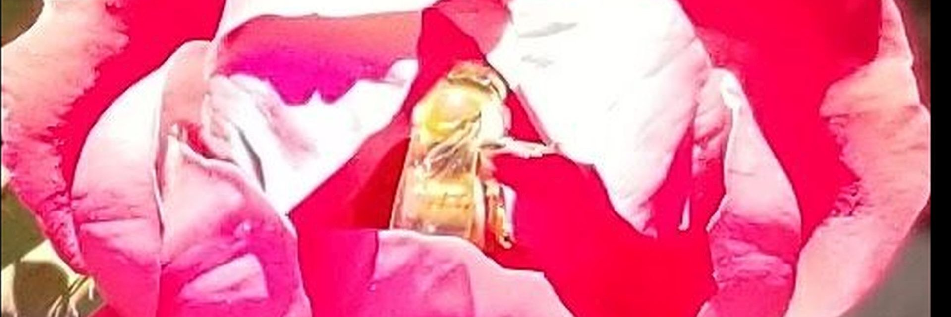 AniLunchbox banner