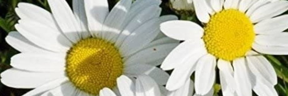 zoraferjo's profile banner image