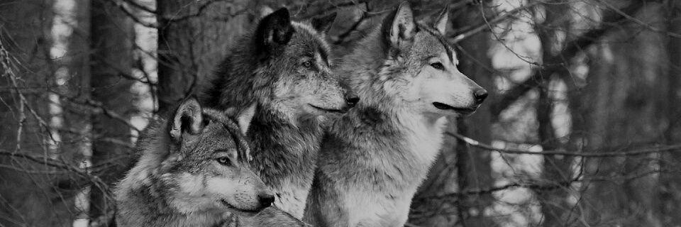 Elmar #1 ATLANTIC BELIEVER banner