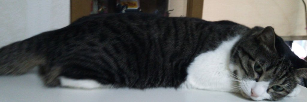 mayussp's profile banner image