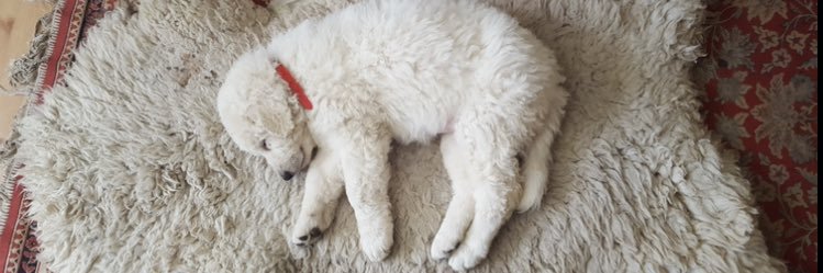 Vicky_White_'s profile banner image