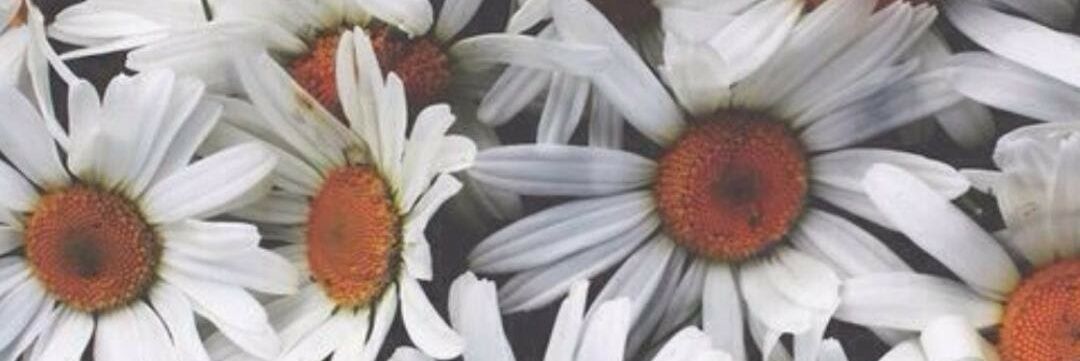 Luuchia_'s profile banner image