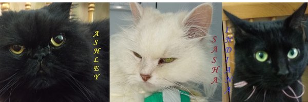 DarkCatTJ Profile Banner