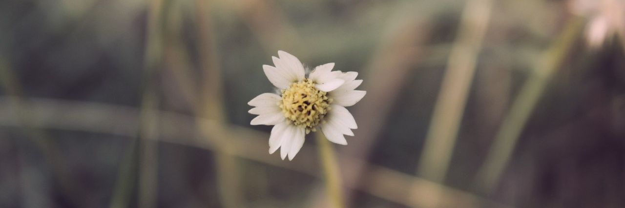 AncientFlowerpp's profile banner image