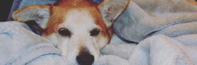 petsypoodle's profile banner image